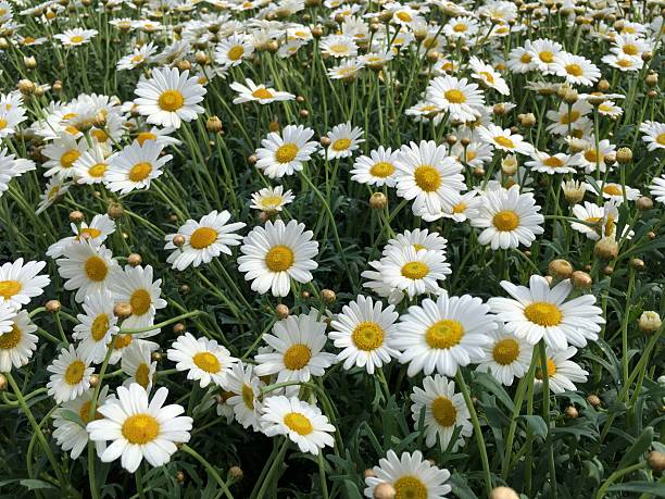 Background with daisies bloom, summer wildflowers stock photo