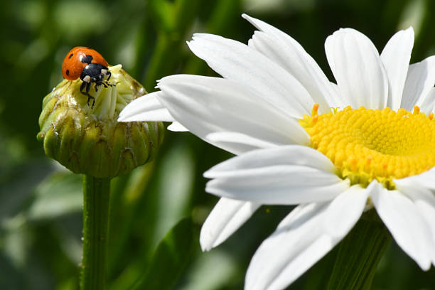Ladybird on daisy. Image about summer  and flowers. High resolution photo. Selective focus. Shallow depth of field.