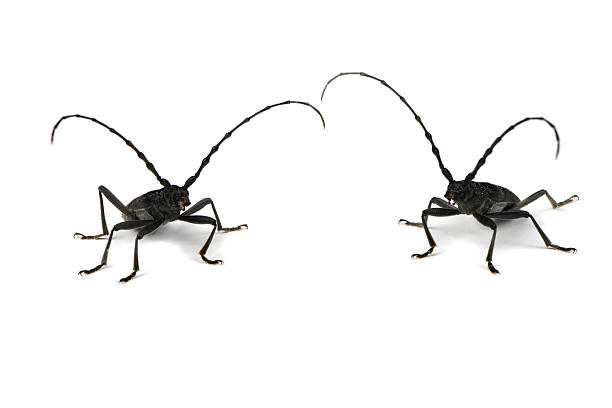 Two members of the species longhorn beetle or Cerambyx small (Cerambyx scopolii) isolated on white background. High resolution photo. Full depth of field.