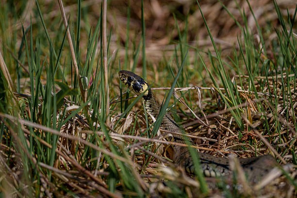 istock grass snake hidden in tall grass with raised head 2234986972