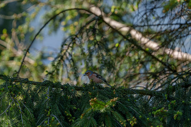 A male Chaffinch, 