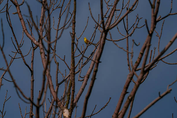 European Serin, Serinus serinus - Vinken (Fringillidae)