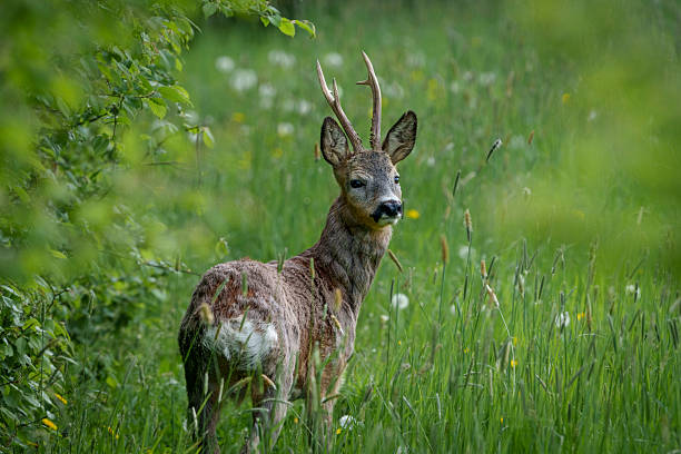 istock Young deer with small antlers hidden in tall grass 2234988037