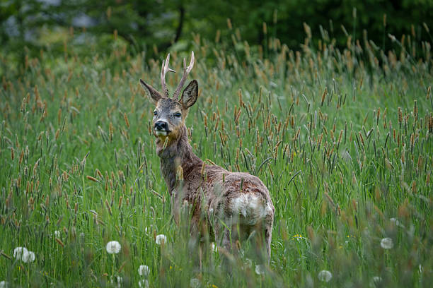 istock Young deer with small antlers hidden in tall grass 2234988197