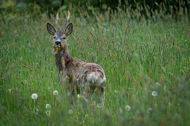 istock Young deer with small antlers hidden in tall grass 2234988199