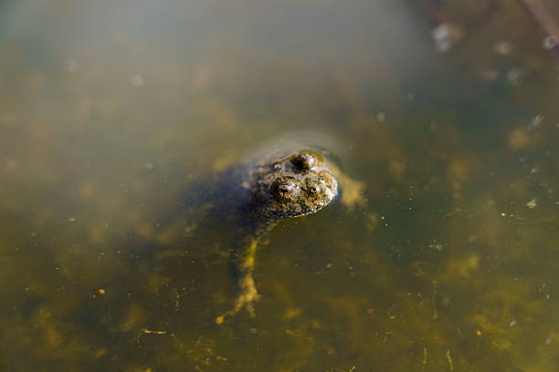 istock small frog eyes in pond water 2234988590