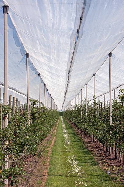 istock Hail Nets in Fruit Orchards in the Netherlands 2234989266