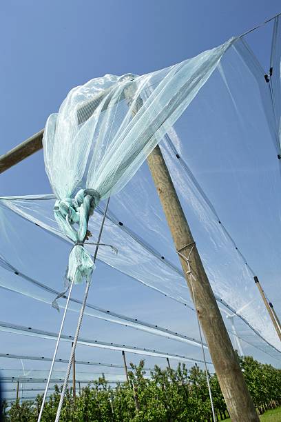 istock Hail Nets in Fruit Orchards in the Netherlands 2234989424