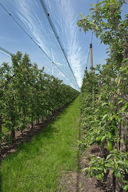 istock Hail Nets in Fruit Orchards in the Netherlands 2234989442