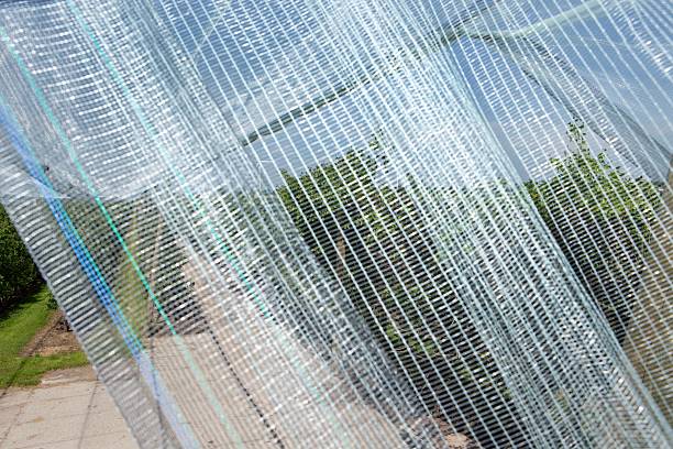 istock Hail Nets in Fruit Orchards in the Netherlands 2234989458