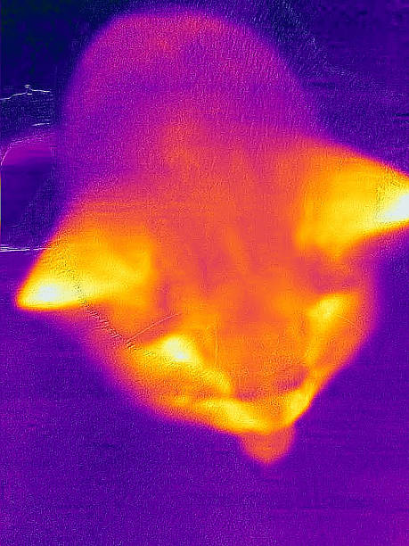 istock Thermal Image of cat 2234989512