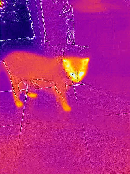 istock Thermal Image of cat 2234989516