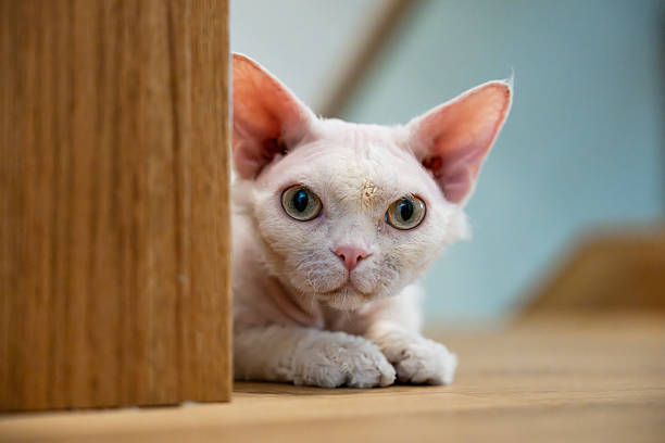 A beautiful white Devon Rex cat sitting on the wooden floor. The kitten relaxed, and he is photographed with a shallow depth of field.