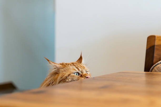 The cute Maine Coon cat peeked out half of its head, curiously looking outside.Classic red tabby maine coon cat.
