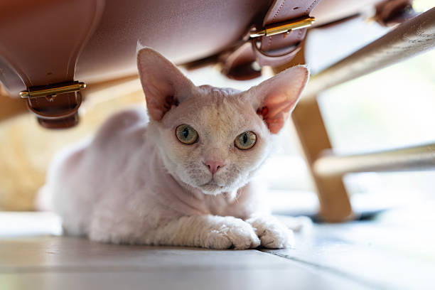 A beautiful white Devon Rex cat sitting on the tiled floor. The kitten relaxed, and he is photographed in natural window light with a shallow depth of field.