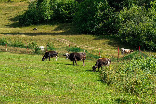 istock Cows grazing in green meadow in Georgia 2234990303