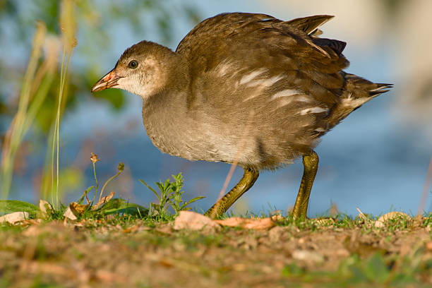 Close-up of a young common moorhen (Gallinula chloropus) walking on a path
