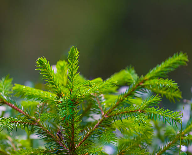 istock closeup fir tree branch natural background 2234992057