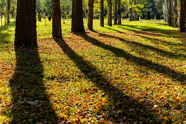 Dry leaves fallen on the ground in autumn