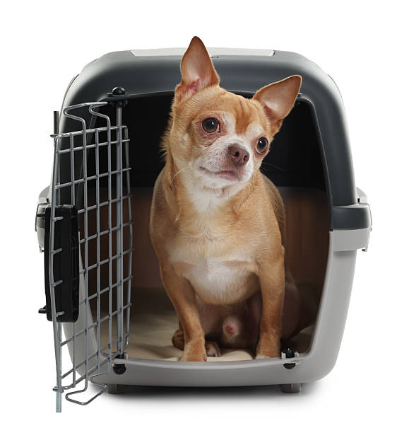 istock Adorable dog in pet carrier isolated on white 2234994579