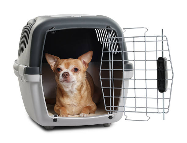 istock Adorable dog in pet carrier isolated on white 2234994592