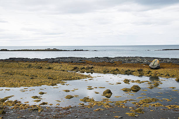 Coastal shoreline with vibrant seaweed, rock formations, and calm ocean in Akranes, Iceland