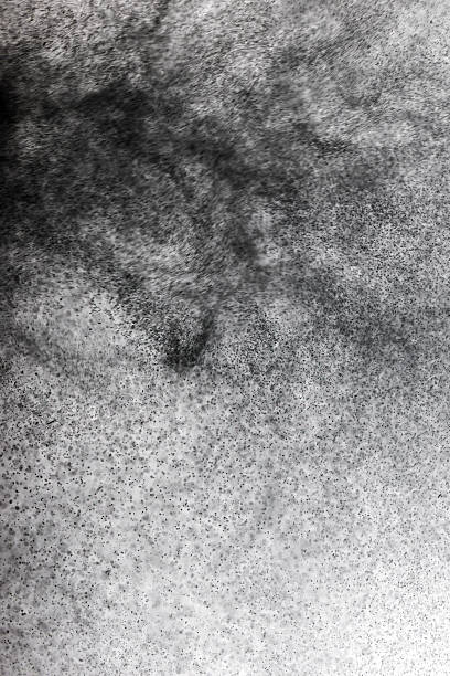 istock Abstract black and white powder explosion effect on white background 2234995104