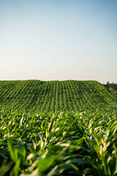 istock Lush green cornfield on rolling hill landscape under clear blue summer sky. 2234995864