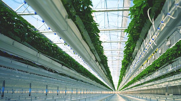 istock hydroponic strawberry plants inside a greenhouse 2234996471