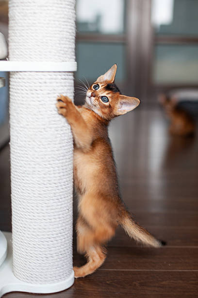istock Abyssinian ruddy cat climbing on scratching post. Training kitten to use scratching post. Cat tree at home. Vertical image. 2234996472