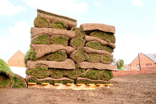 istock Sod pallet with cultivated rolled turf grass ready for gardening 2234997397