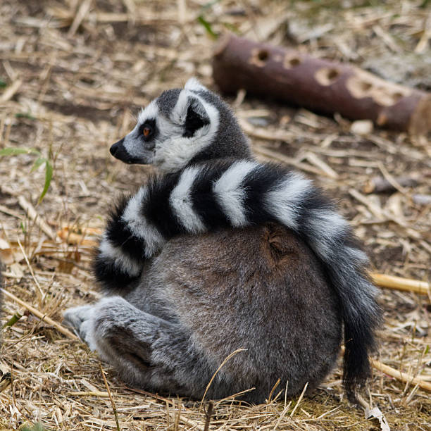 Ring tailed lemur (Lemur catta), Whipsnade Zoo, UK. Tail wrapped around body.