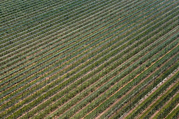 Hail nets in fruit orchards in the Netherlands aerial photos. Hail protection. Hail nets are increasingly utilized in Dutch fruit orchards to protect crops from hail damage, which can be devastating to fruit production. These nets serve as a protective barrier, capturing hailstones and preventing them from impacting the fruit.