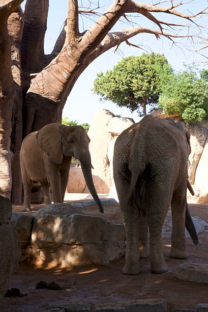 istock Two African elephants in zoo habitat 2234999454