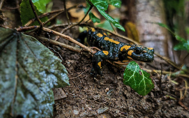 istock Fire salamander among ivy leaves 2234999694