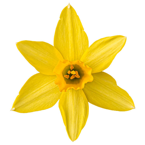 istock Yellow daffodil or narcissus flower in full bloom, isolated on white background, spring or springtime easter holiday element 2234999896