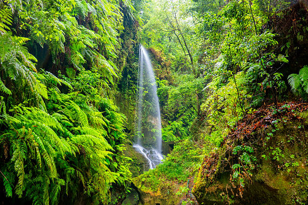 istock Los Tilos Waterfall, La Palma, Canary Islands 2235000159