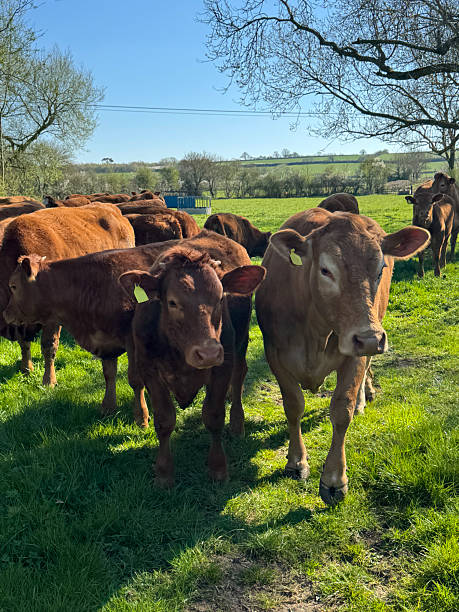 istock Herd of cows in field, Somerset, UK 2235001347