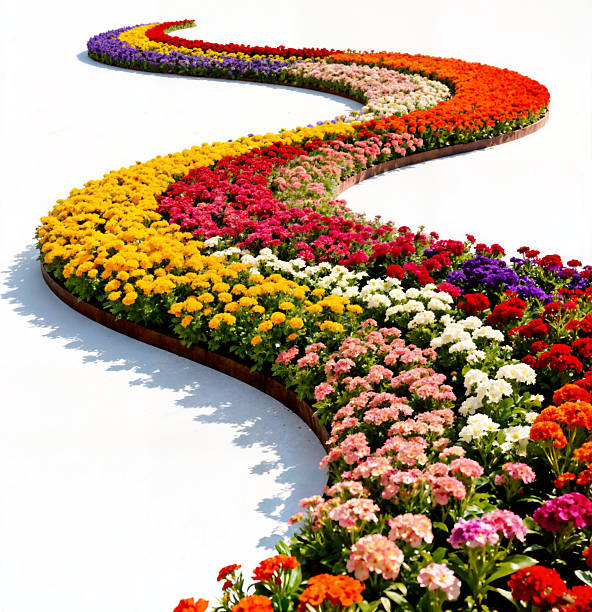 A beautifully arranged garden path made of brightly colored flowers in various stripes, including red, yellow, and pink, curves across a pristine white background, creating an eye-catching and vibrant visual.