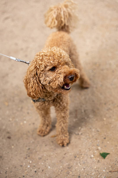 istock Adorable poodle puppy barking on a leash during walk 2235003902