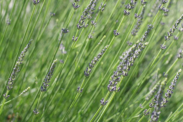 istock Close-up of lavender flowers (Lavandula) 2235005979