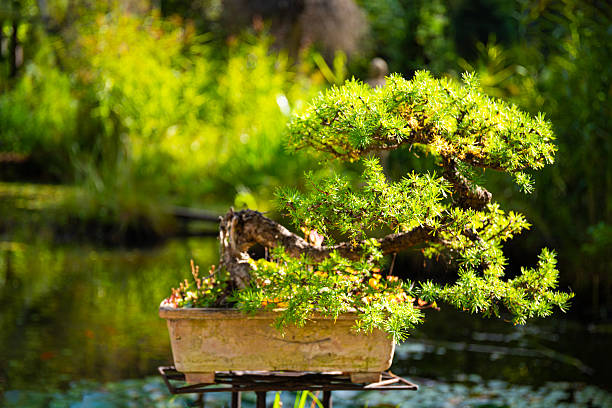Bonsai tree in garden, Danang - Vietnam.