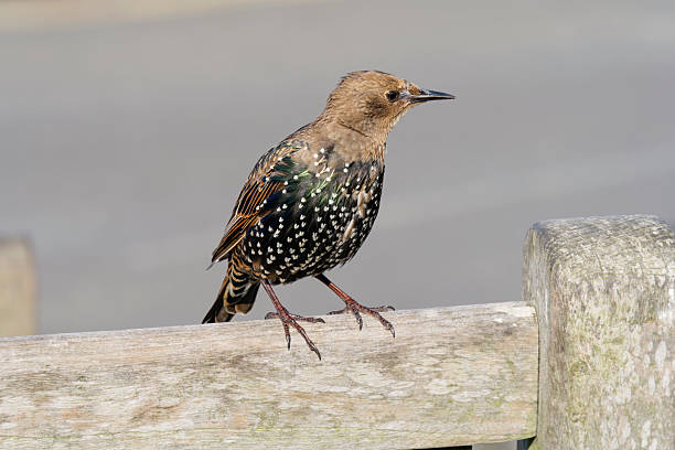 istock Common Starling perched on a wooden bench. 2235006661