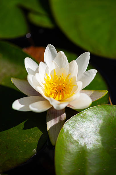 istock Waterlily flower white Nymphea in water pond 2235006836