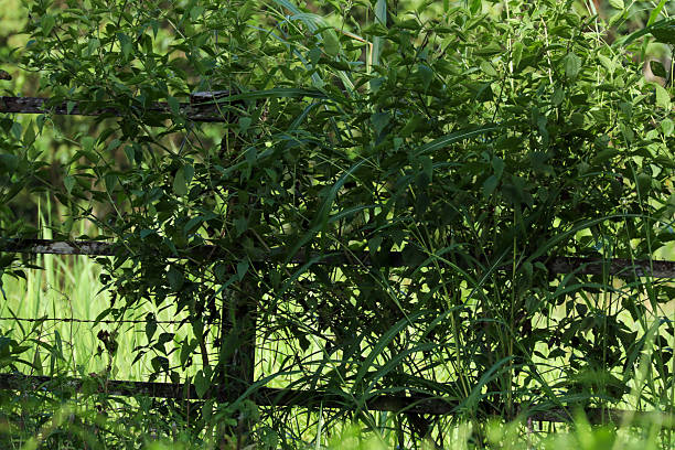 Overgrown Fence with Green Plants