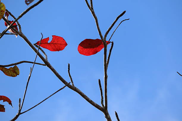 Red Autumn Leaves On Bare Tree Branches Against Clear Blue Sky