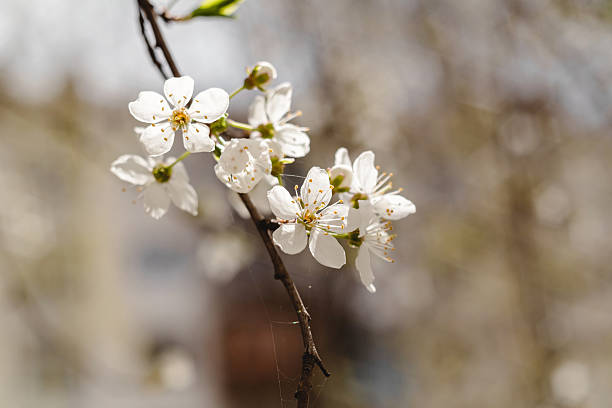 istock Blosson cherry bunch on a blurred background in a spring garden. 2235009015