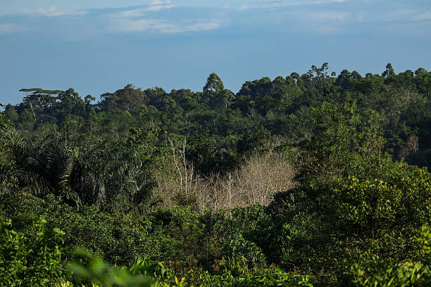 istock Dense tropical forest landscape with green trees under clear blue sky 2235009189