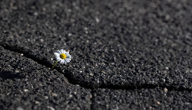istock A daisy grows out of a crack in the asphalt. 2235009221