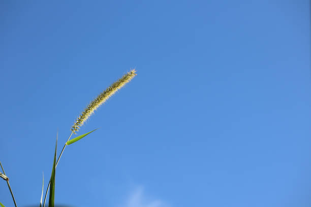 Single foxtail grass spike against clear blue sky background in natural outdoor environment